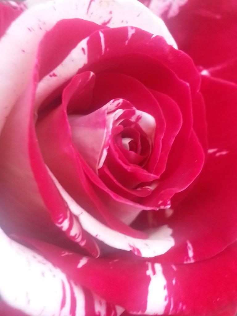 Rock&Roll rose photo 20140329_180346_zps77518b81.jpg